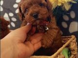 Red Brown Toy Poodle Yavrular