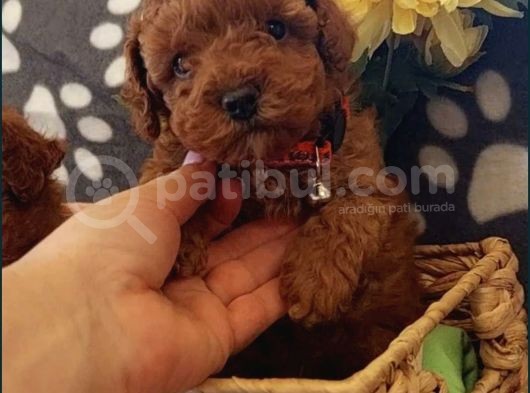 Red Brown Toy Poodle Yavrular görsel