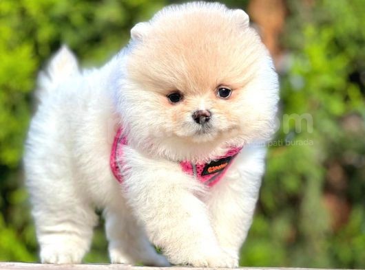 Ayıcık Surat Boo Pomeranian Yavrular görsel