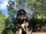 Türki̇yede Tek Black and Tan Doodle Bebekler
