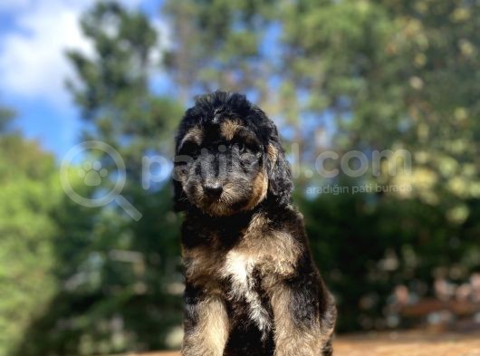 Türki̇yede Tek Black And Tan Doodle Bebekler