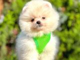 Teddy Face Boo Pomeranian Yavrular