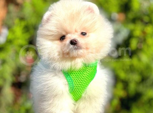 Teddy Face Boo Pomeranian Yavrular