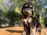 Türki̇yede Tek Black And Tan Doodle Bebekler