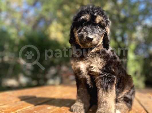 Türki̇yede Tek Black And Tan Doodle Bebekler görsel