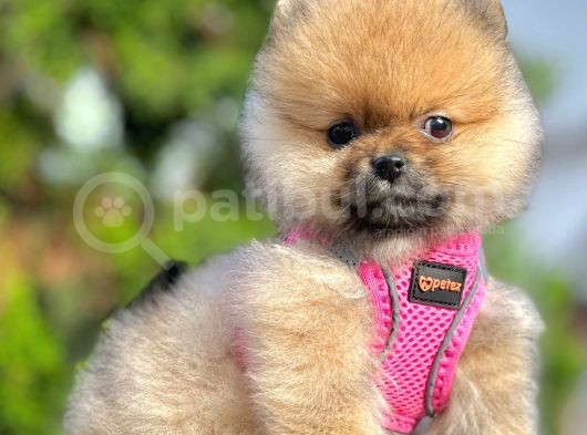 Safkan Teddy Bear Pomeranian Boo Yavrularımız görsel