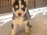 Husky Yavrular