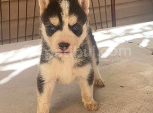 Husky Yavrular görsel