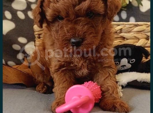 Red Brown Toy Poodle Yavrular görsel