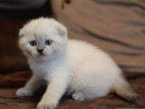 Karbeyaz Scottish Fold Bebekler Oyuncu