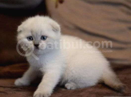 Karbeyaz Scottish Fold Bebekler Oyuncu