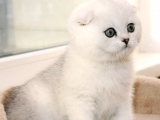 Karbeyaz Scottish Fold Bebekler Oyuncu