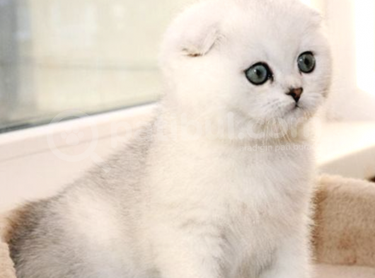 Karbeyaz Scottish Fold Bebekler Oyuncu görsel