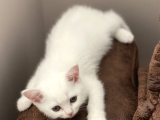 Erkek Dişi 2 Aylık Beyaz British Shorthair Yavruları