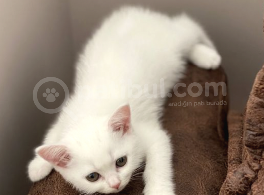 Erkek Dişi 2 Aylık Beyaz British Shorthair Yavruları