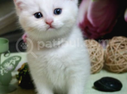 Erkek Dişi 2 Aylık Beyaz British Shorthair Yavruları görsel