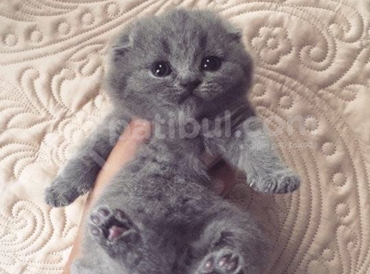 Top Kafa Sıfır Kulak 2 Aylık Scottish Fold Bebekler