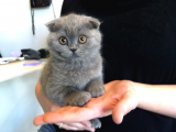 Top Kafa Sıfır Kulak 2 Aylık Scottish Fold Bebekler