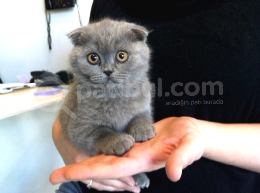 Top Kafa Sıfır Kulak 2 Aylık Scottish Fold Bebekler görsel