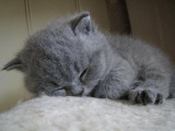 Mükemmel Kalite Gri British Shorthair Yavruları