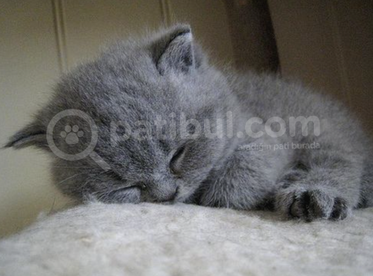Mükemmel Kalite Gri British Shorthair Yavruları