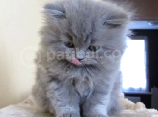 Mükemmel Kalite Gri British Shorthair Yavruları görsel