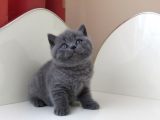 Mükemmel Kalite Gri British Shorthair Yavruları