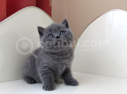 Mükemmel Kalite Gri British Shorthair Yavruları görsel