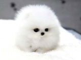 Karbeyaz Secereli Pomeranian Boo Yavrularımız