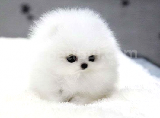 Karbeyaz Secereli Pomeranian Boo Yavrularımız görsel