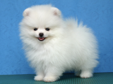 Karbeyaz Secereli Pomeranian Boo Yavrularımız