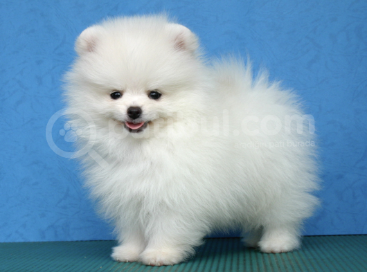 Karbeyaz Secereli Pomeranian Boo Yavrularımız