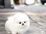 Karbeyaz Secereli Pomeranian Boo Yavrularımız