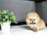 A Kalite Pomeranian Boo Bebekler