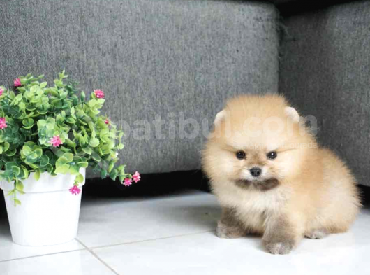 A Kalite Pomeranian Boo Bebekler