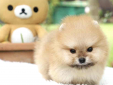 A Kalite Pomeranian Boo Bebekler