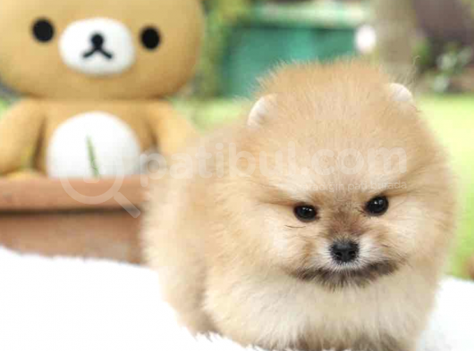 A Kalite Pomeranian Boo Bebekler görsel
