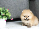 A Kalite Pomeranian Boo Bebekler