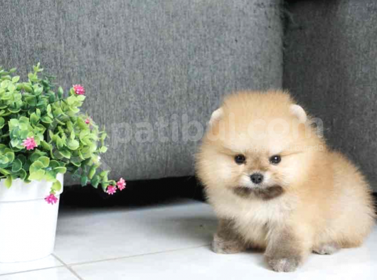 A Kalite Pomeranian Boo Bebekler görsel