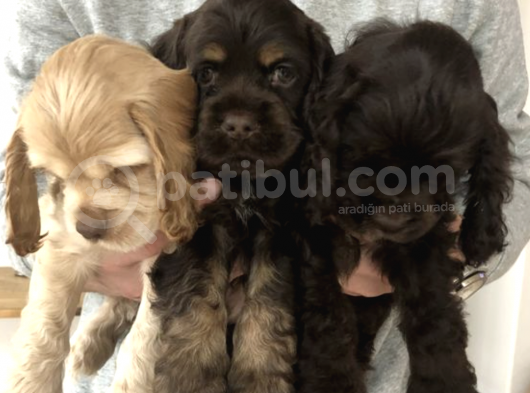 Erkek Dişi 2 Aylık Cocker Yavruları görsel