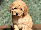 Show Kalite Toy Poodle Yavrular