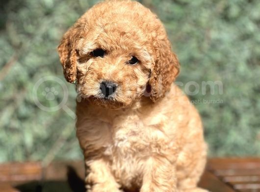 Show Kalite Toy Poodle Yavrular görsel
