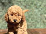 Show Kalite Toy Poodle Yavrular