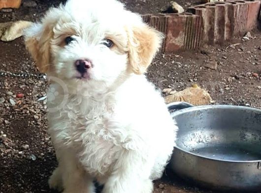 Maltesse Terri̇er görsel