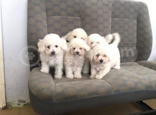 Maltesse Terri̇er