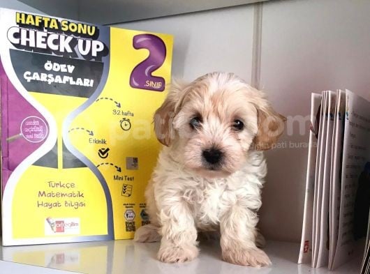 Wc Eğitimli Mükemmel Tüy Yapısında Antialerjik Maltipocuklar görsel