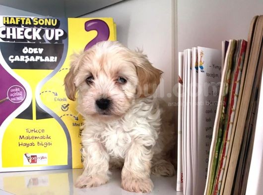 Wc Eğitimli Mükemmel Tüy Yapısında Antialerjik Maltipocuklar görsel