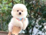 Pomeranian Boo