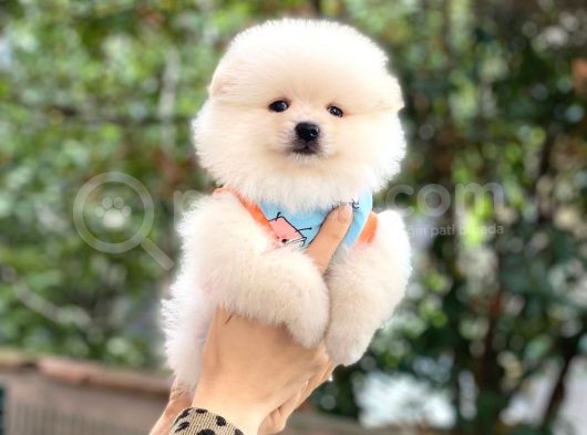Pomeranian Boo görsel