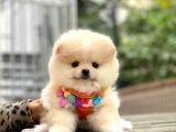 Pomeranian Boo